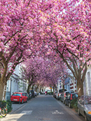 AMD-sim-kirsch-0 Die weltbekannte „Bonner Kirschblüte“ in der Altstadt. Eine ruhige, gepflasterte Straße, gesäumt von geparkten Autos und Fahrrädern, wird von dichten Kirschblütenbäumen überspannt. Die Baumkronen sind voller rosa Blüten, die wie ein Blütendach über der gesamten Straße hängen und eine farbenfrohe, fast märchenhafte Atmosphäre schaffen. Auf den Gehwegen stehen weitere Pflanzen in Kübeln, und die Häuser an den Seiten sind weiß und wirken gepflegt. In der Mitte der Straße ist ein Symbol für einen Fahrradweg zu sehen. Die Szene vermittelt Frühlingsstimmung und Ruhe.